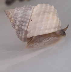Cenchritis muricatus