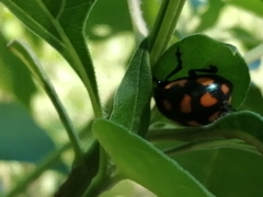 Labidomera suturella