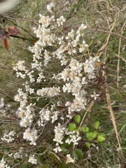 Pseudognaphalium obtusifolium