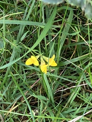 Lotus corniculatus