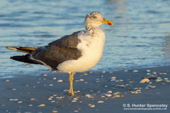 Larus fuscus graellsii
