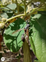 Sphiximorpha barbipes