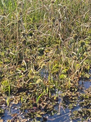 Cyperus blepharoleptos