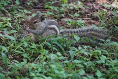 Funambulus palmarum