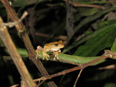 Rhacophorus margaritifer