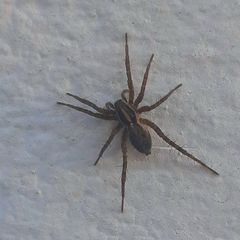 Pardosa