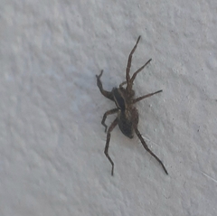 Pardosa