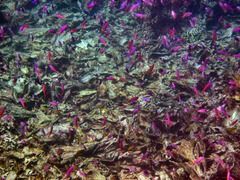 Mirolabrichthys tuka