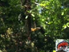 Onychorhynchus coronatus