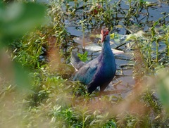 Porphyrio poliocephalus