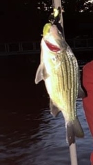 Morone mississippiensis