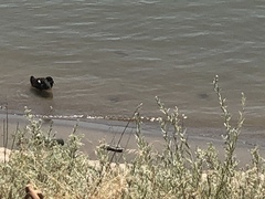 Anas platyrhynchos domesticus