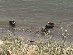 Anas platyrhynchos domesticus