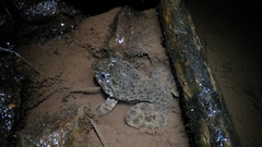 Limnonectes kuhlii