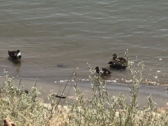 Anas platyrhynchos domesticus