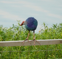 Porphyrio poliocephalus