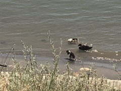 Anas platyrhynchos domesticus