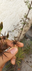 Bidens subalternans