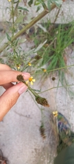Bidens subalternans