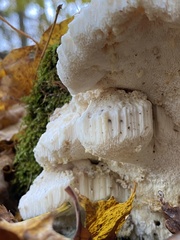 Fomitopsidaceae