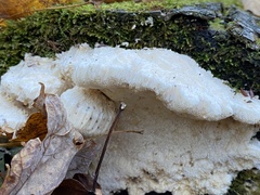 Fomitopsidaceae