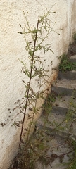 Bidens subalternans