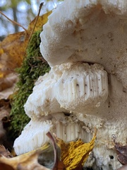 Fomitopsidaceae