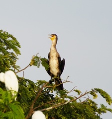 Phalacrocorax fuscicollis