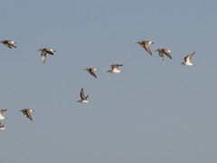 Calidris alpina
