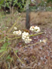 Callicarpa