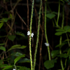 Stachytarpheta
