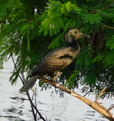 Phalacrocorax fuscicollis