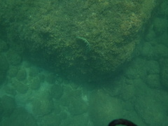 Halichoeres notospilus