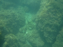 Epinephelus labriformis