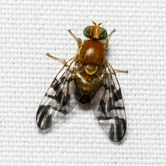 Tephritidae