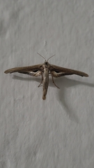 Meskea dyspteraria