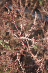Salsola collina