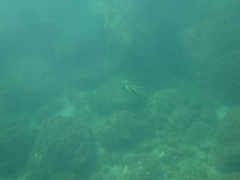 Zanclus cornutus