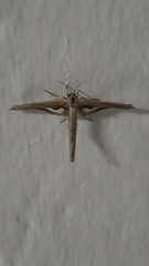 Meskea dyspteraria