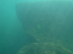 Zanclus cornutus