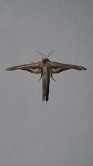 Meskea dyspteraria