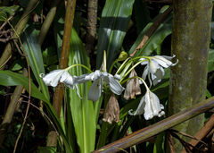 Crinum