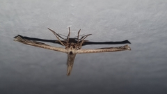 Meskea dyspteraria