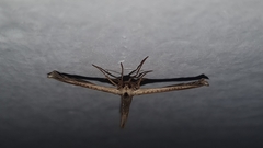 Meskea dyspteraria