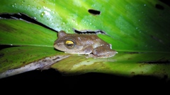 Rhacophorus margaritifer