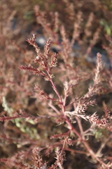 Salsola collina