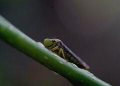 Proconiini