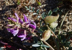 Astragalus lentiginosus variabilis