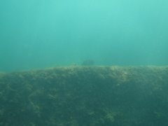 Abudefduf troschelii