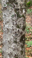 Cryptococcus fagisuga